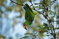 Amazonan belocely - Amazona albifrons - White-fronted Amazon Parrot 3676